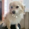Cute Dog Collar Pet Pearl Dog Princess Bow Necklace Cute - Imagen 5