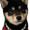 Dog collar with pearls: Elegant Pearl Necklace adjustable - Bild 2