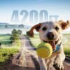 E Collar Dog- 4200FT Training Collar with Remote, IPX7 BLue - Imagen 3